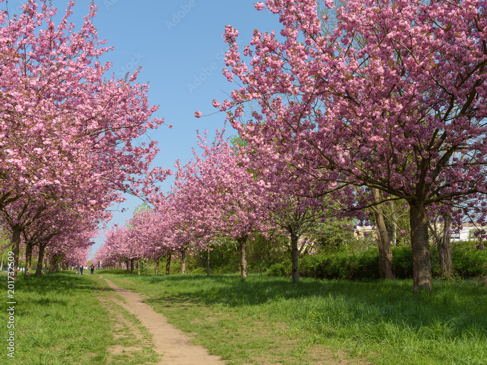 Blühende Kirschbäume im Park 