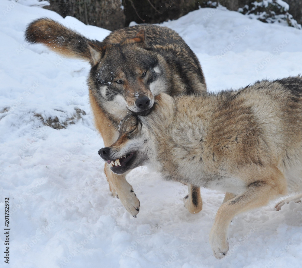 Obraz premium Europäischer Wolf
