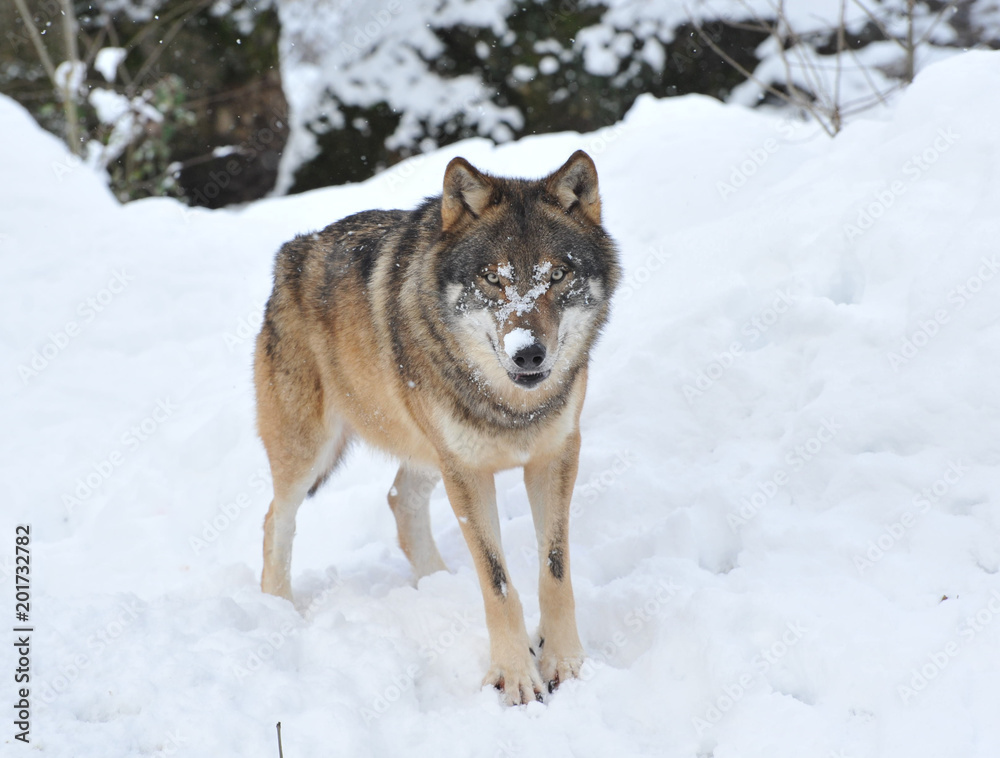 Naklejka premium Europäischer Wolf