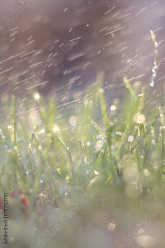 Rain grass © Jzsef