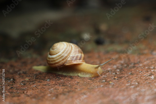 Snail