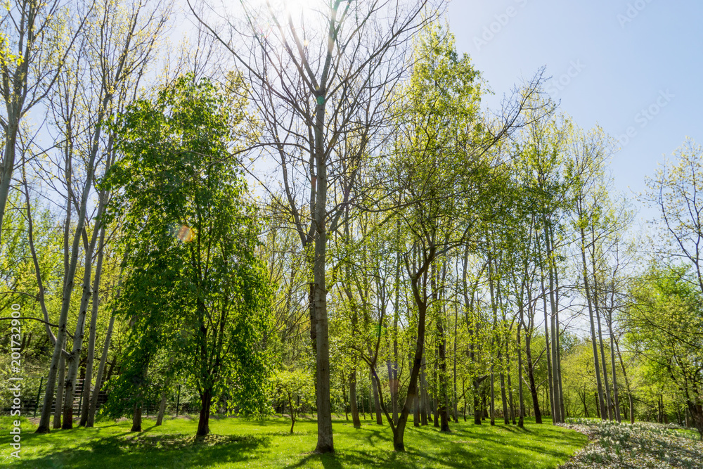 Fototapeta premium Spring landscape.Trees in the park and sunlight shining through the tree branches
