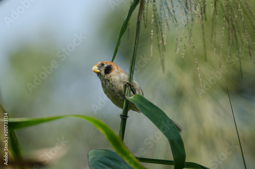 Spot- breasted Parrotbill on branch in nature photo