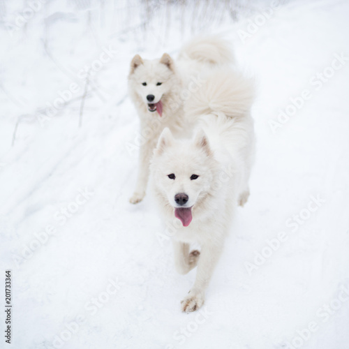 Two beautiful laikas, snow dogs