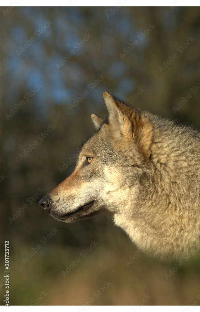Europäischer Wolf