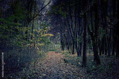 Autumn in the Park.