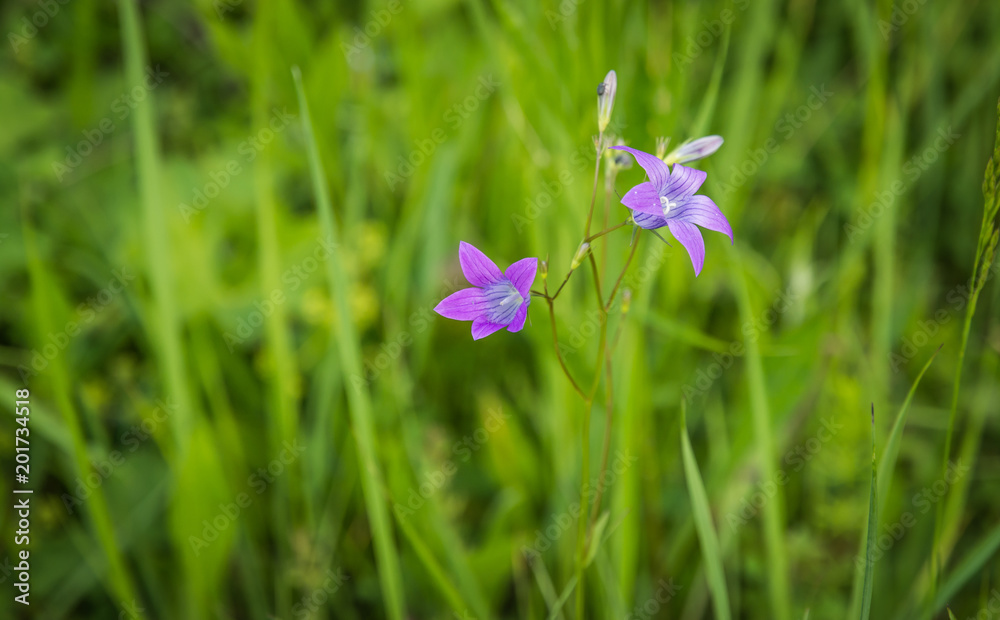 Fototapeta premium Beautiful purple flower