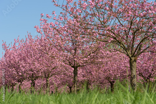 Kirschbäume in Park aus niedrigem Blickwinkel