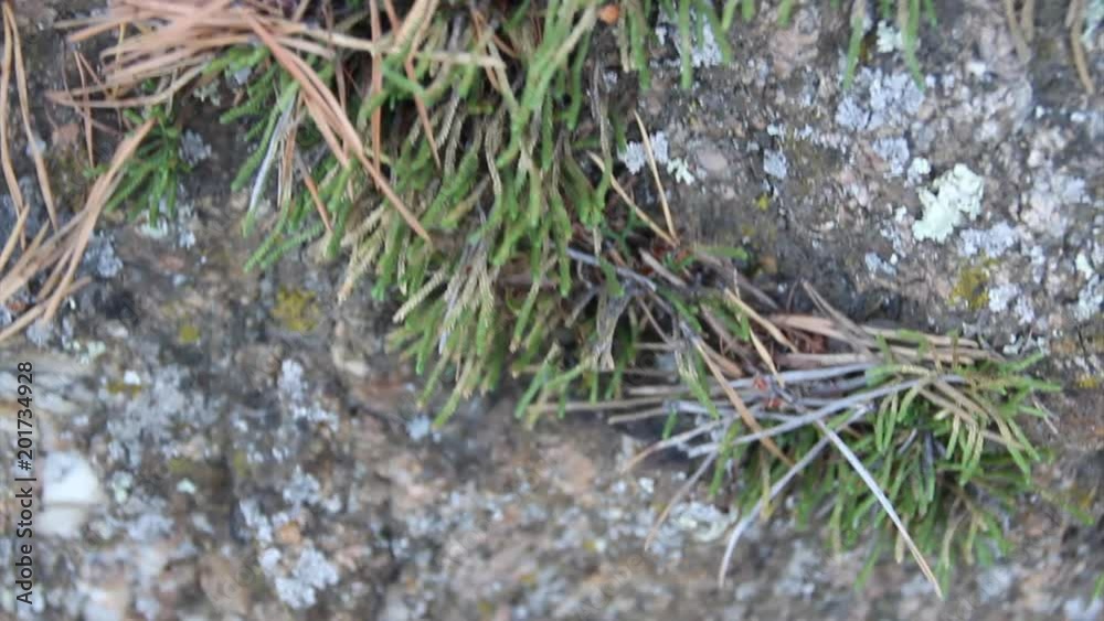 A large ant crawls over the stone A large ant crawls over the stone
