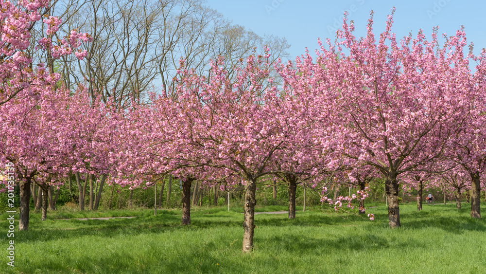 Blühende Kirschbäume im Park 