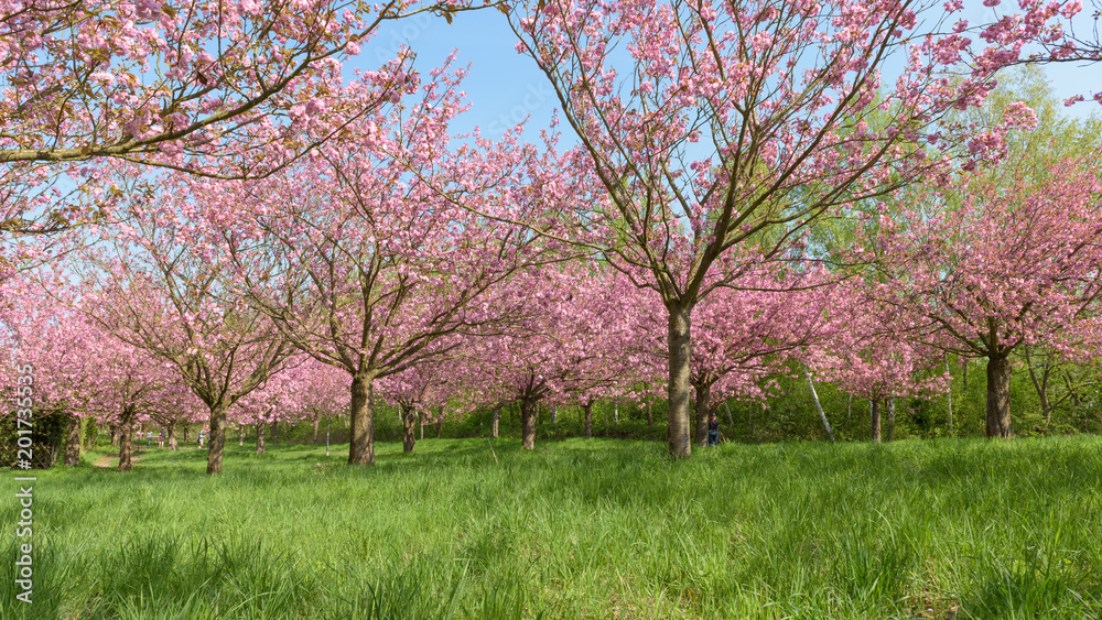 Kirschbäume in Park aus niedrigem Blickwinkel