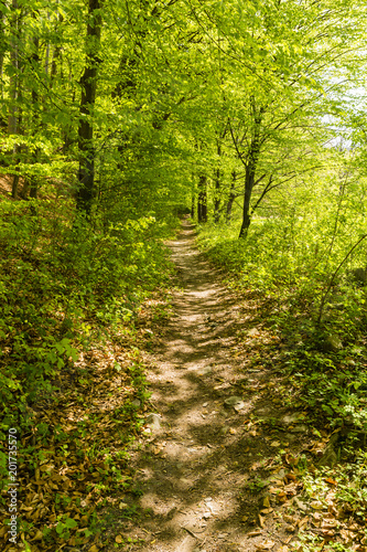 Path in the forest. Spring green colors dominate on the leaves of trees and other plants.