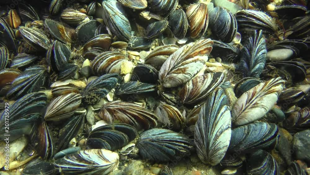 Mussel Rays Settlement of mussels (Mytilus sp.) In shallow waters in the sun rays ...