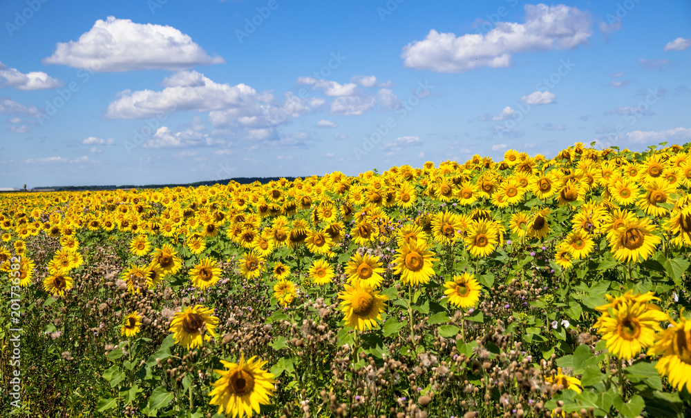 Summer landscape with a field of sunflowers