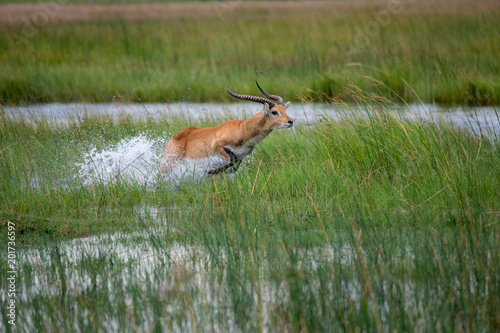 Fototapeta Naklejka Na Ścianę i Meble -  running antelope Waterbuck (Kobus ellipsiprymnus) in the african savannah namibia kruger park botswana masai mara