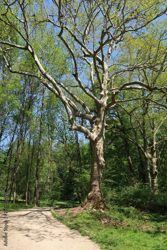 Big old tree