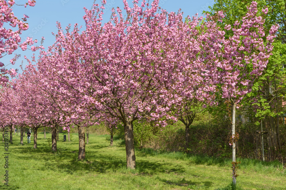 Blühende Kirschbäume im Park Blühende Kirschbäume im Park