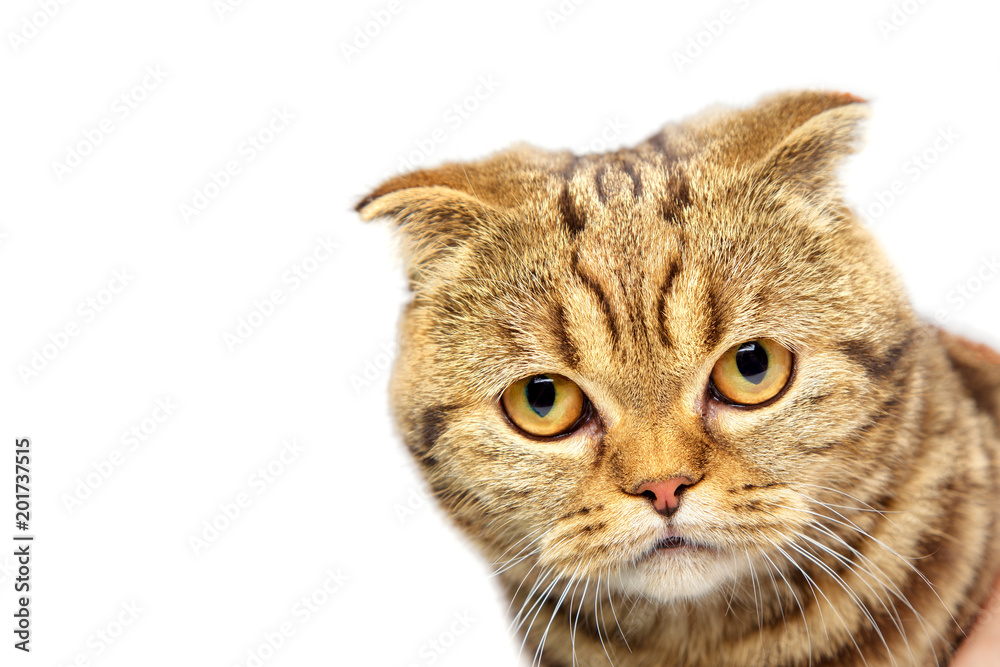 British cat close up portrait on white background isolated British cat close up portrait on white background isolated