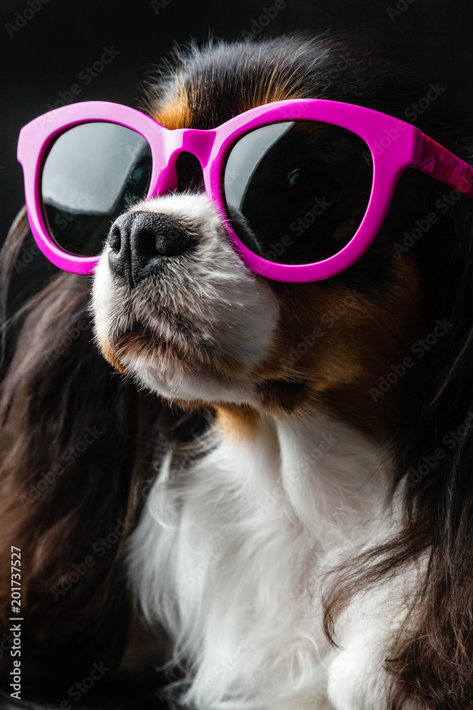 Dog with sunglasses on black background Cavalier king charles spaniel with sun glasses. Stock-foto | Adobe Stock