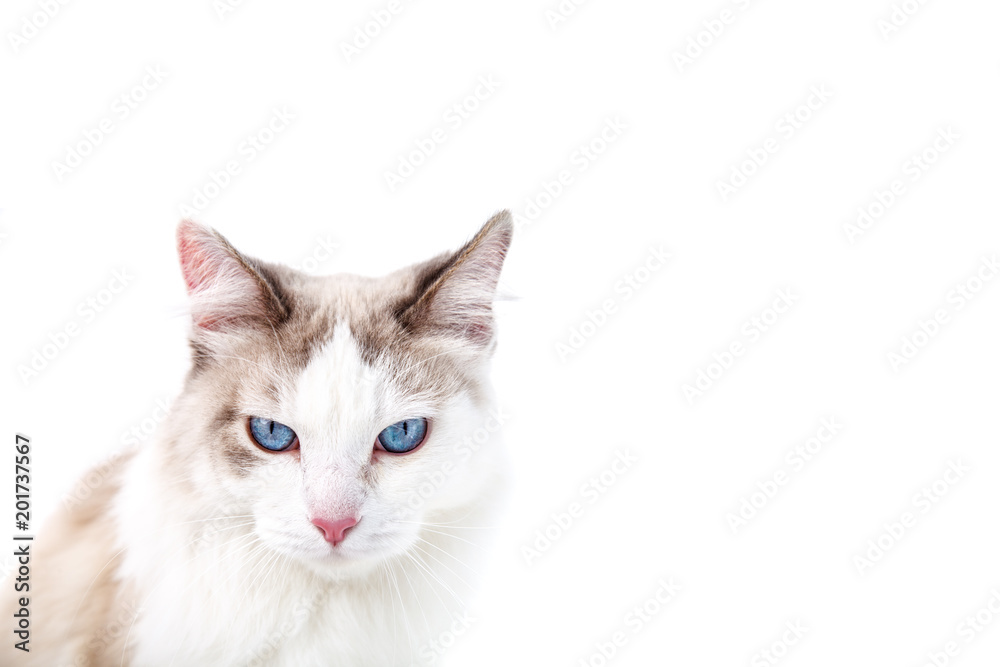 Sad blue eyed cat isolated on a white background with copy space