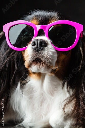 Funny with sun glasses on black background. Cavalier king spaniel with sun glasses. Stock-foto | Adobe Stock