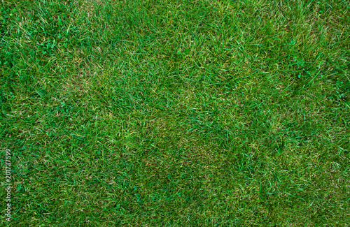 Mid-high lawn texture. Park lawn texture. Top view, overhead shot. Grassplot surface backdrop. Divet underlay, decorative background. Grass home screen. Green lawn desktop picture.