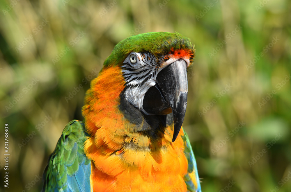 Maui Sunset Macaw Parrot 
