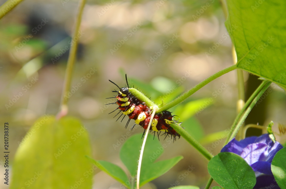 caterpillar climbing and feeding on butterfly pea branch in garden caterpillar climbing and feeding on butterfly pea branch in garden