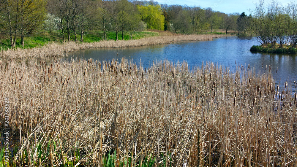 Dry calamus on the bank of the pond on April day
