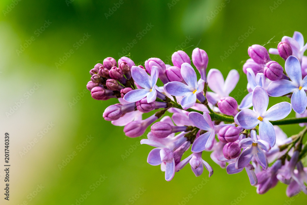 Fliederblüte Fliederblüte