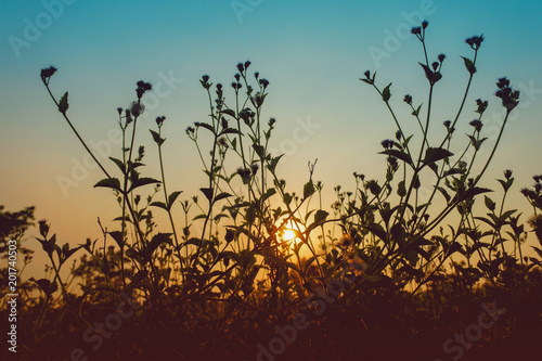 silhouette of the grass with the sun in the evening. The concept of natural beauty