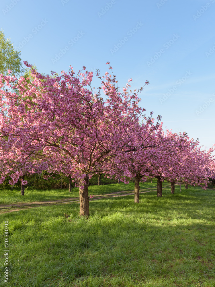 Blühende Kirschbäume in Parkanlage zum Sonnenaufgang Blühende Kirschbäume in Parkanlage zum Sonnenaufgang