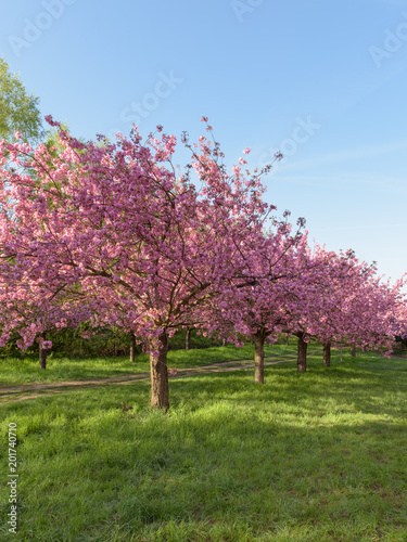 Blühende Kirschbäume in Parkanlage zum Sonnenaufgang