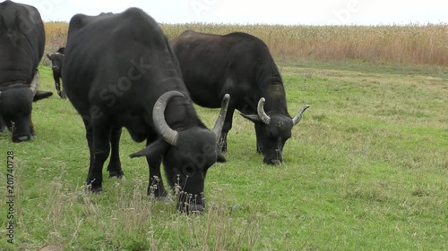 African buffalo or Cape buffalo (Syncerus caffer): rehabilitation in Ukraine. photo