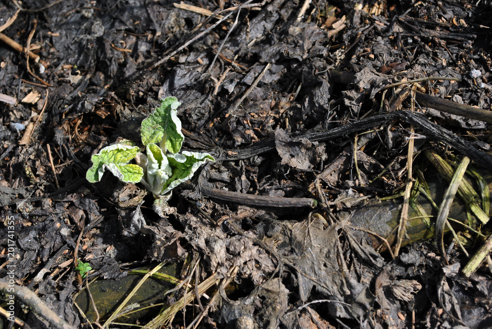 Burdock young sprout on black earth background, top view Burdock young sprout on black earth background, top view