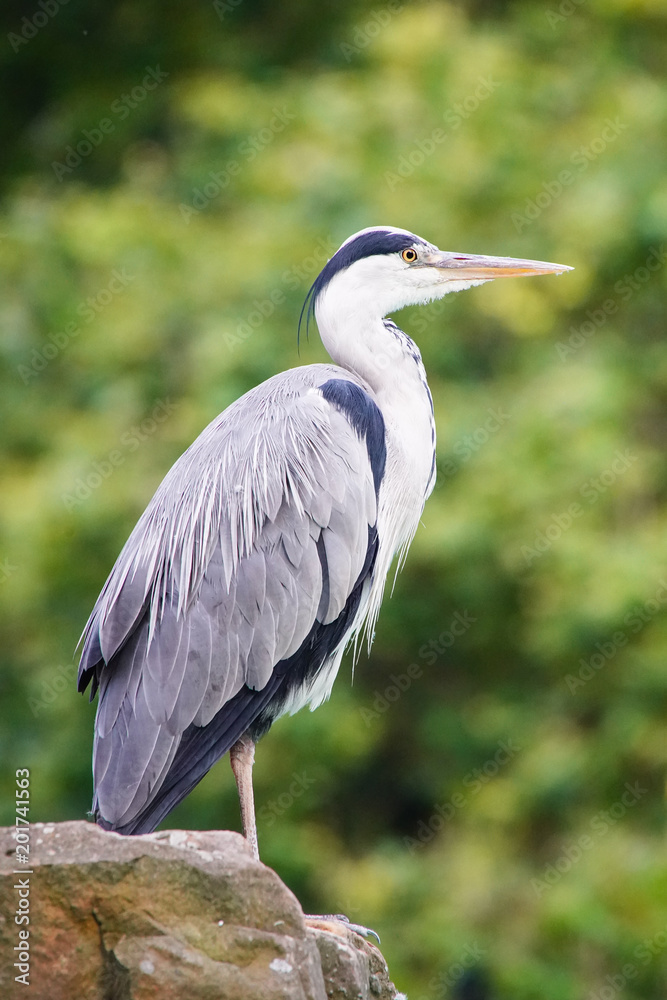 Gray Heron, Ardea cinerea, photo was taken in Germany Gray Heron, Ardea cinerea, photo was taken in Germany