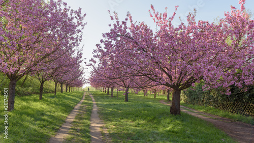 Bl  hende Kirschb  ume in Parkanlage zum Sonnenaufgang