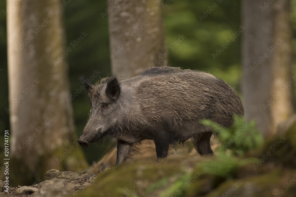 Close up large wild boar Sus scrofa swine calm female walking on the path in the dark wood. Wildlife tranquil scene with long furry animal. Mammal of well visible female sex. Close up large wild boar Sus scrofa swine calm female walking on the path in the dark wood. Wildlife tranquil scene with long furry animal. Mammal of well visible female sex.