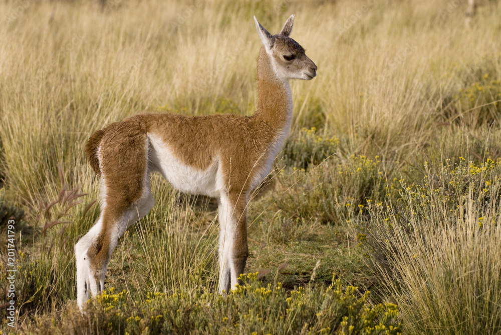 Fototapeta premium Guanaco (Lama Guanicoe) in Patagonia.