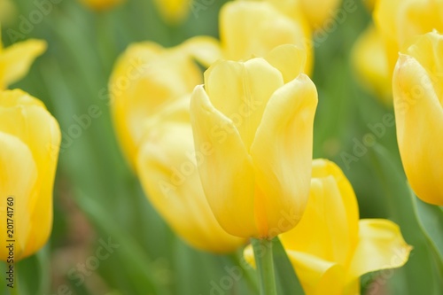 Macro background texture of yellow Tulip flowers in garden