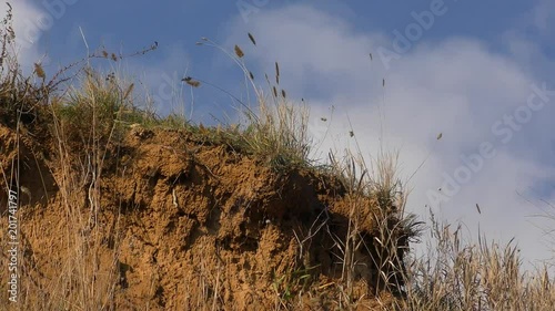 Steppe cereals on the crest of the clay coast cliff of the estuary. photo