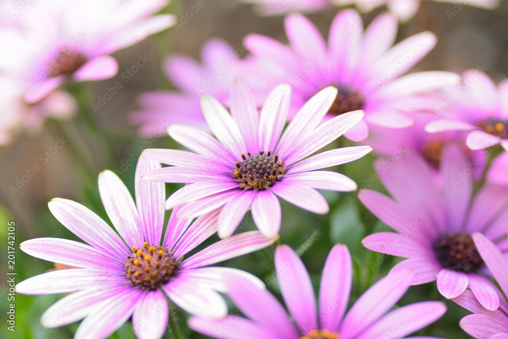 Obraz premium Macro texture of colorful spring Daisy flowers with blurred background in garden