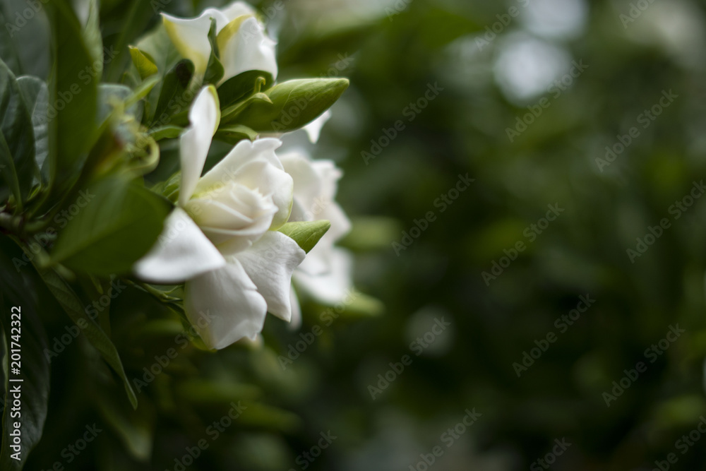 Blossoming white flower