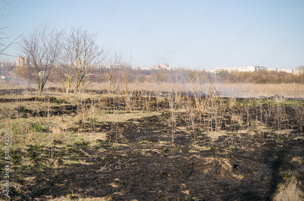 Scorched dry grass in the field Scorched dry grass in the field