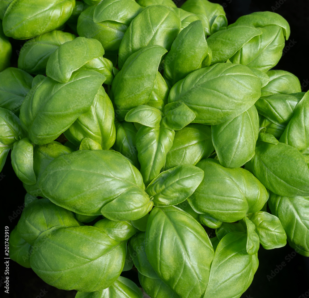 Basil plant, top view Basil plant, top view