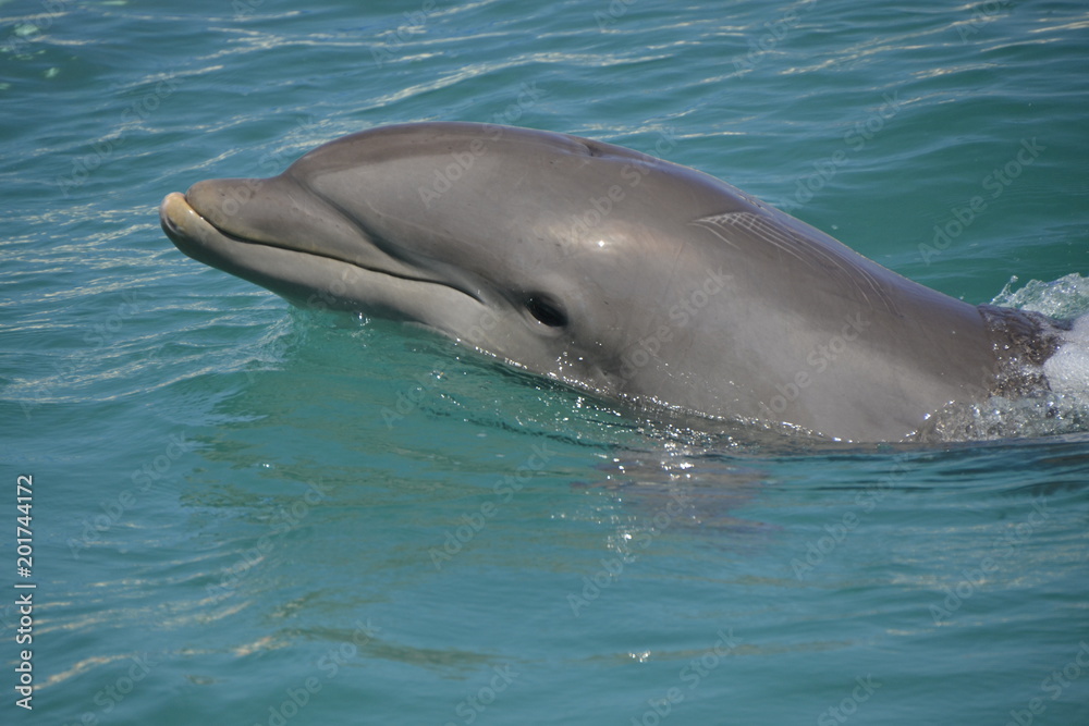 Naklejka premium Delfine in Grand Cayman (George Town) / Der Große Tümmler ist eine in allen Ozeanen verbreitete Art der Delfine