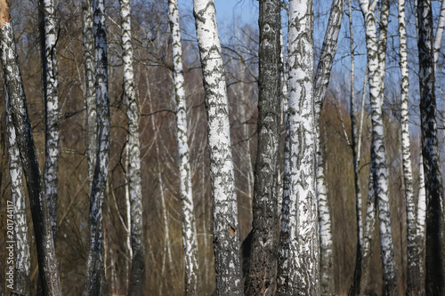 Birch Grove