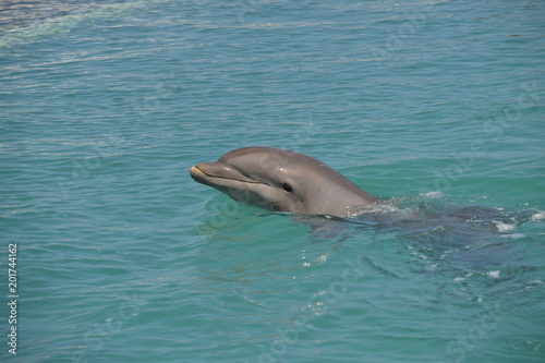 Delfine in Grand Cayman (George Town) / Der Große Tümmler ist eine in allen Ozeanen verbreitete Art der Delfine
