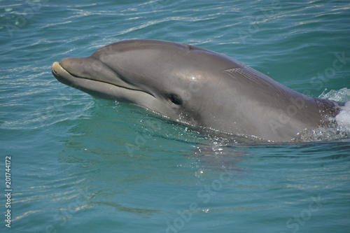 Delfine in Grand Cayman (George Town) / Der Große Tümmler ist eine in allen Ozeanen verbreitete Art der Delfine