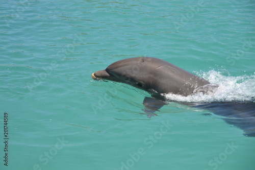 Delfine in Grand Cayman  George Town    Der Gro  e T  mmler ist eine in allen Ozeanen verbreitete Art der Delfine